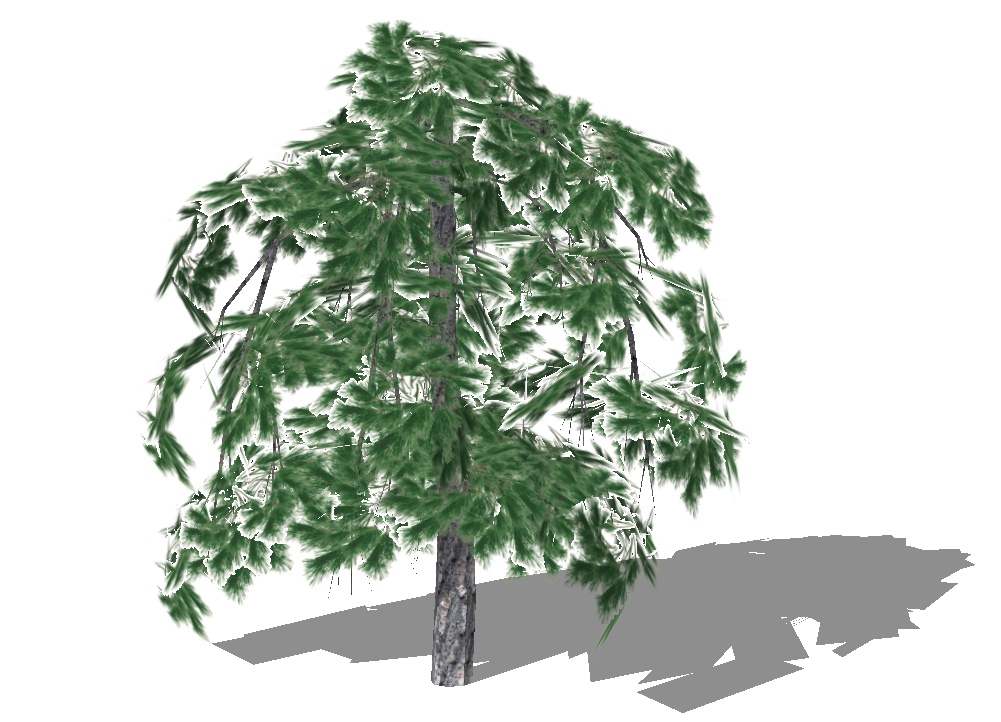Pinus strobus - Pendula